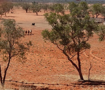 Waler horses coming in to bore at Todd River Downs NT August 2025