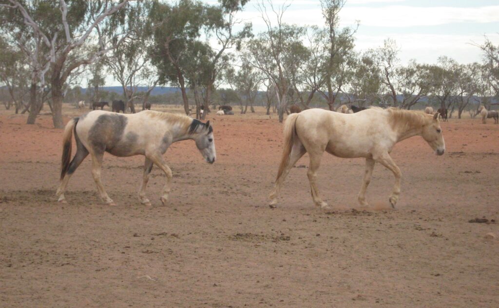 Waler horses at Todd River Downs NT August 2025, grey and white and cream and white