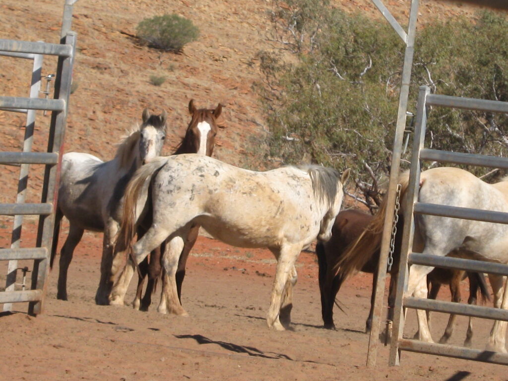 Waler horses at Todd River Downs NT August 2025, possible spotted mare