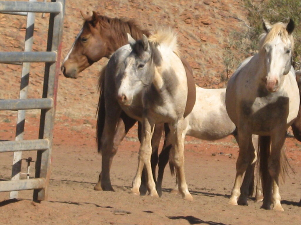 Waler horses at Todd River Downs NT, August 2025