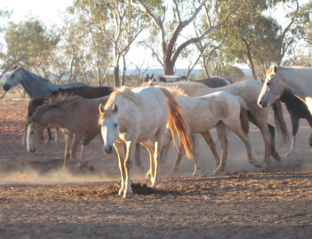 Waler horses at Todd River Downs NT, August 2025