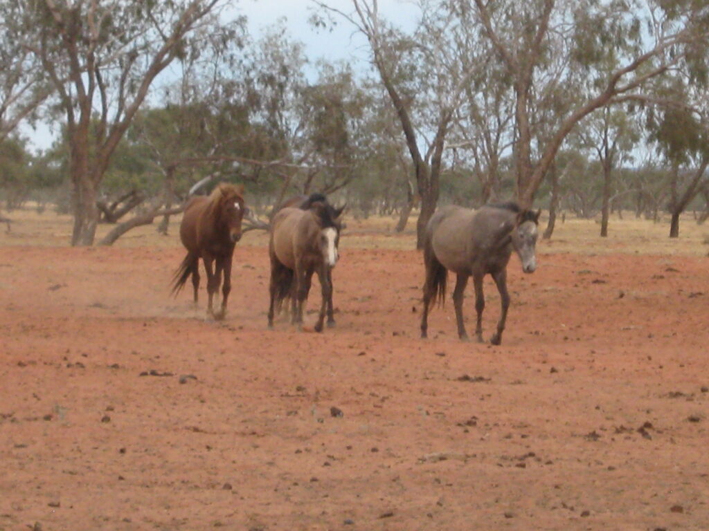 Waler horses at Todd River Downs NT, August 2025