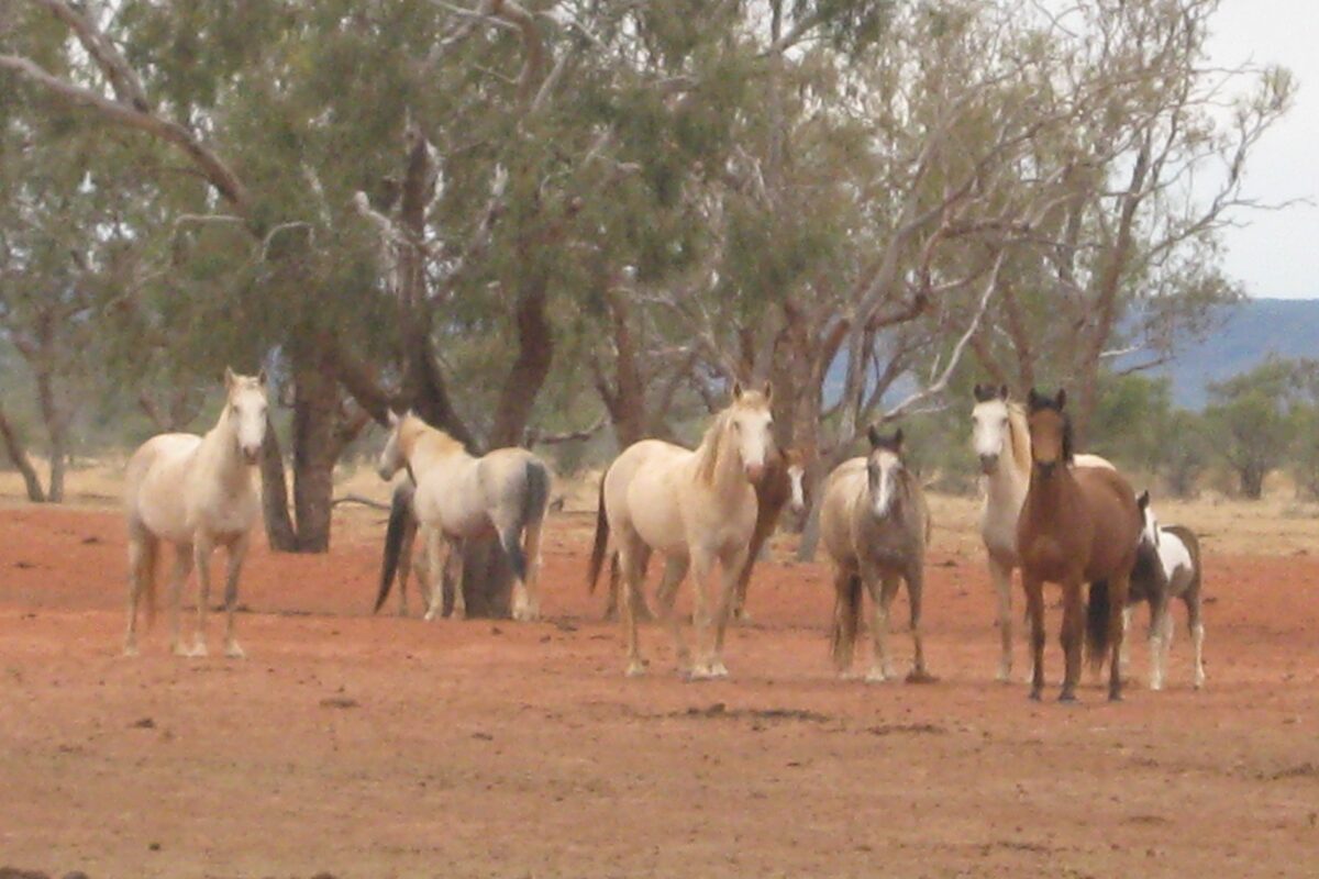 Family of Waler horses at Todd River Downs NT August 2025