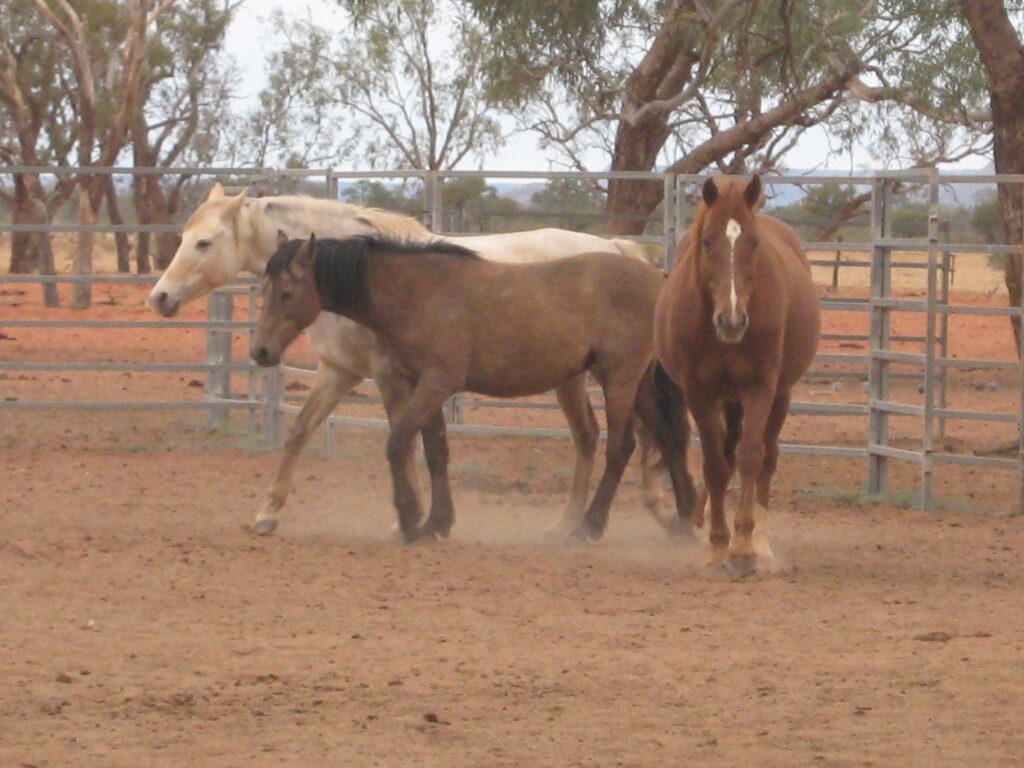 Waler horses at Todd River Downs NT, August 2025