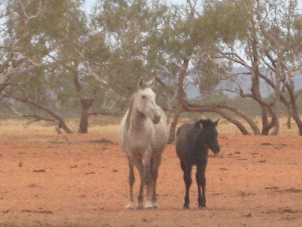 Waler horses at Todd River Downs NT, August 2025