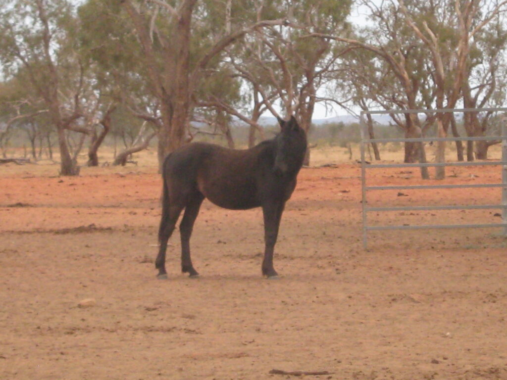 Waler horses at Todd River Downs NT, August 2025