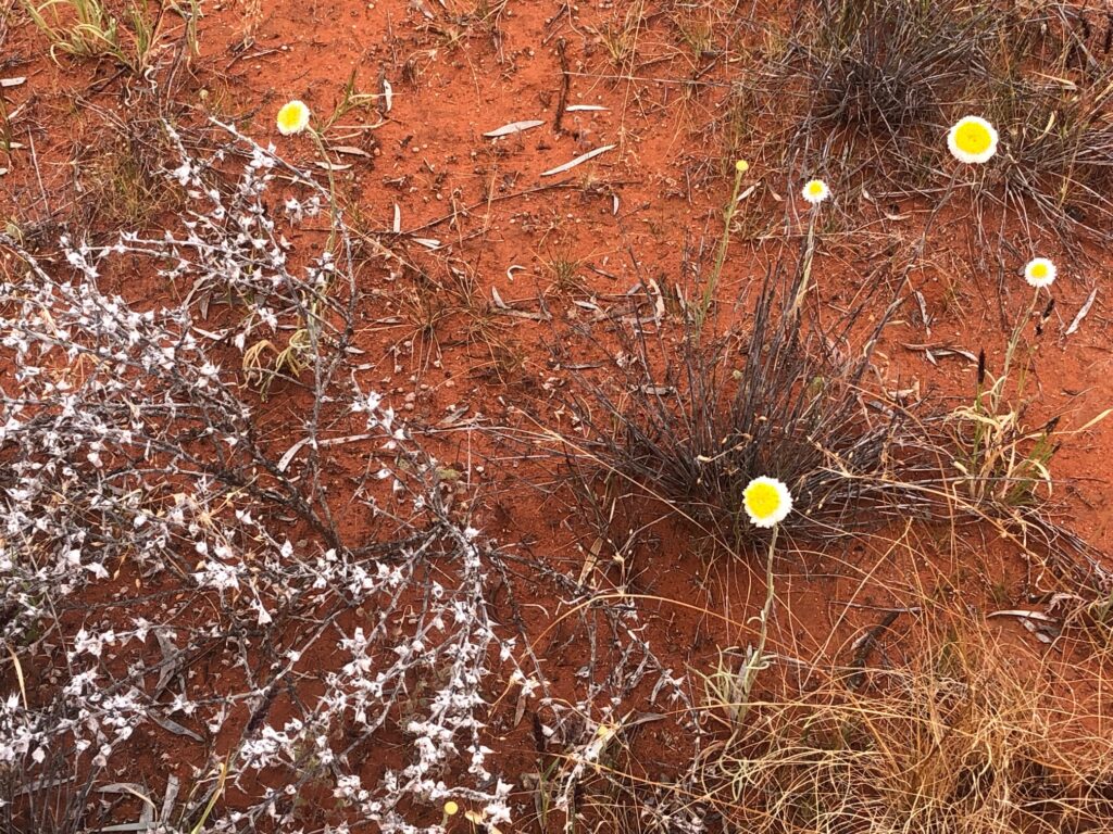 Winter flowers at Todd River Downs NT