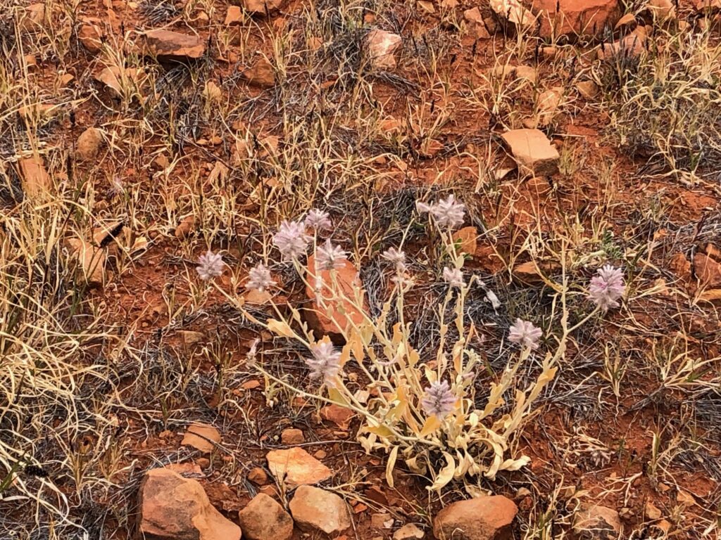 Winter flowers at Todd River Downs NT