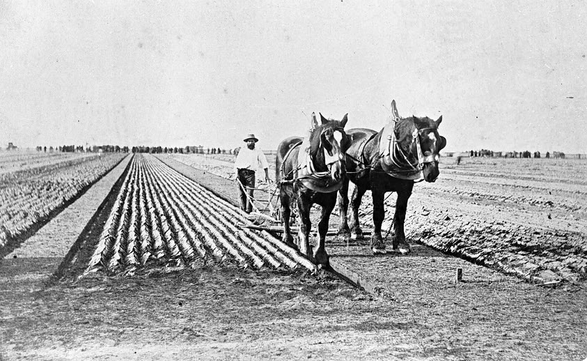 'William Ross ploughing a straight furrow in a ploughing competition, Werribee, 1872.' Museums Vic