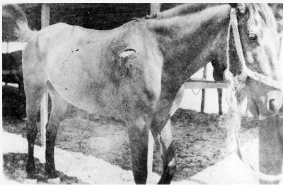 Romani, Palestine. c. August 1916. A horse of the 11th Light Horse Regiment stands beside a shelter. The wound to its shoulder was sustained during the battle of Romani. 1916. Palestine.' AWM