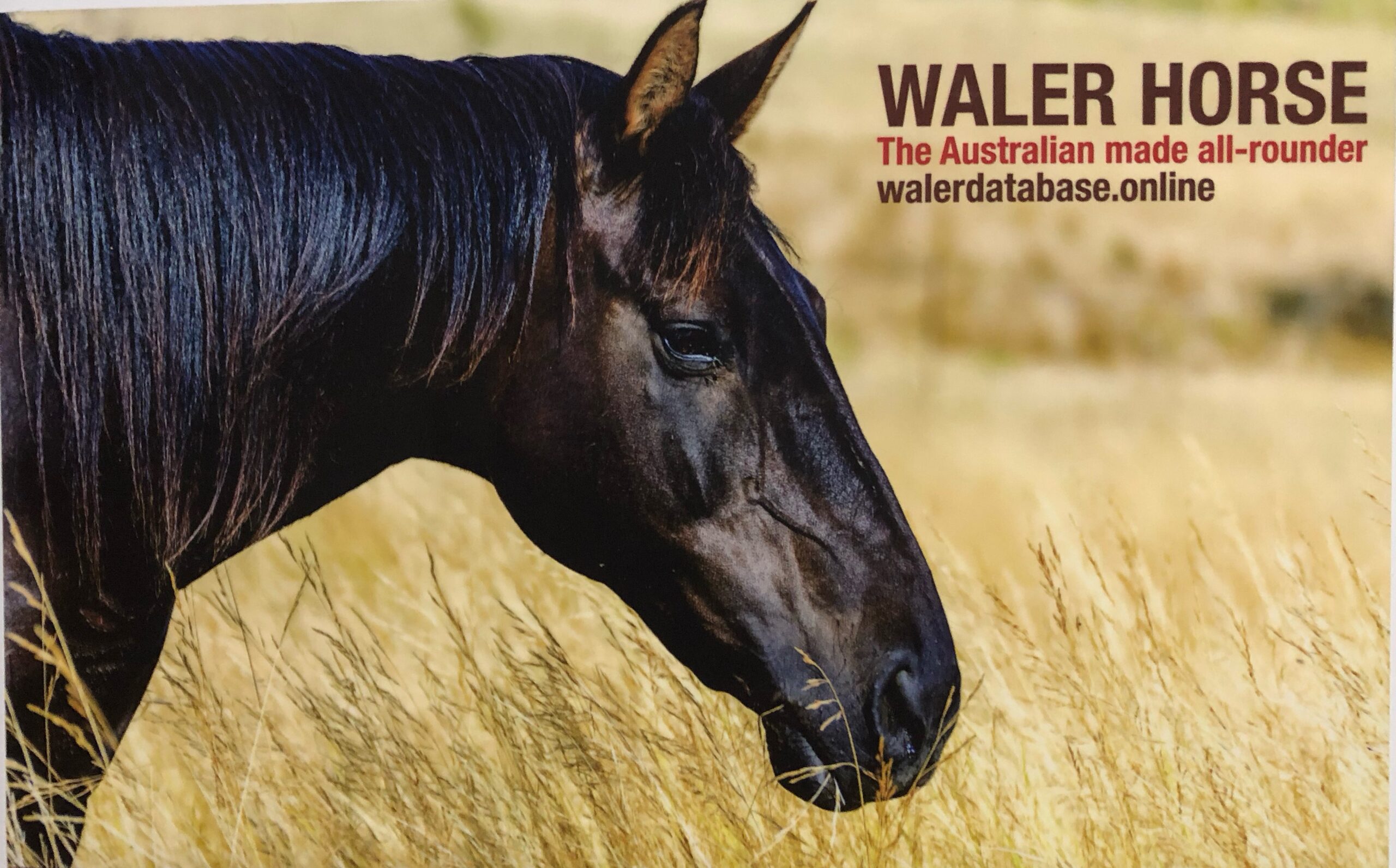 Waler gelding Newhaven Fisher, pin-up boy for Walers