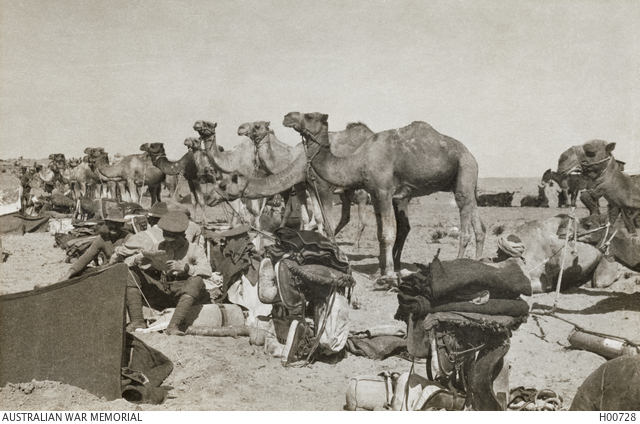 Camel lines of the Imperial Camel Corps Field Ambulance Egypt 1917 AWM