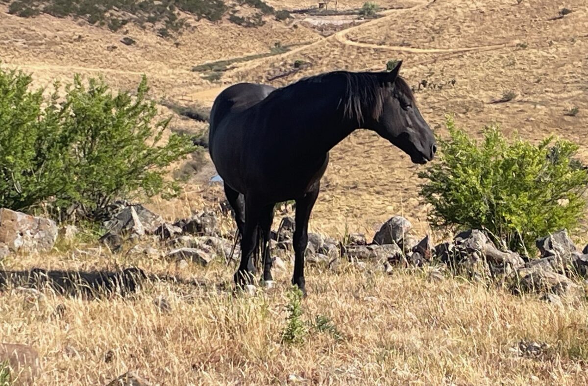 Waler stallion Classic Ezekiel, Clarkefield