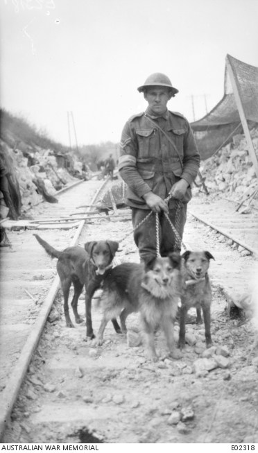 'Informal portrait of 3133 Corporal James Coull, in charge, with dogs of No. 3 Messenger Dog Section, attached to the 4th Divisional Signal Company, in a railway cutting near Villers-Bretonneux while operating with 12th Brigade. Section comprised sixteen men and fifty messenger dogs. These dogs worked with fairly successful results, but were never solely relied on in sending messages. Left to right: War Dog 103 Nell, a Cross Setter; 102 Trick, a Collie; 101 Buller (sometimes referred to as Bullet), an Airedale. All three dogs were very efficient in message carrying and saw service with the 2nd, 4th and 5th Australian Divisions, also with Divisions of the British 8th Corps (Imperial). 102 Trick was particularly efficient and was well known by all Brigades of abovenamed Divisions. He was specially mentioned by Signal Officer of 2nd Division for good work at Rubimont, near Heilly. France: Picardie, Somme, Amiens Harbonnieres Area, Villers-Bretonneux Area, Villers-Bretonneux. 3rd May 1918.' AWM
