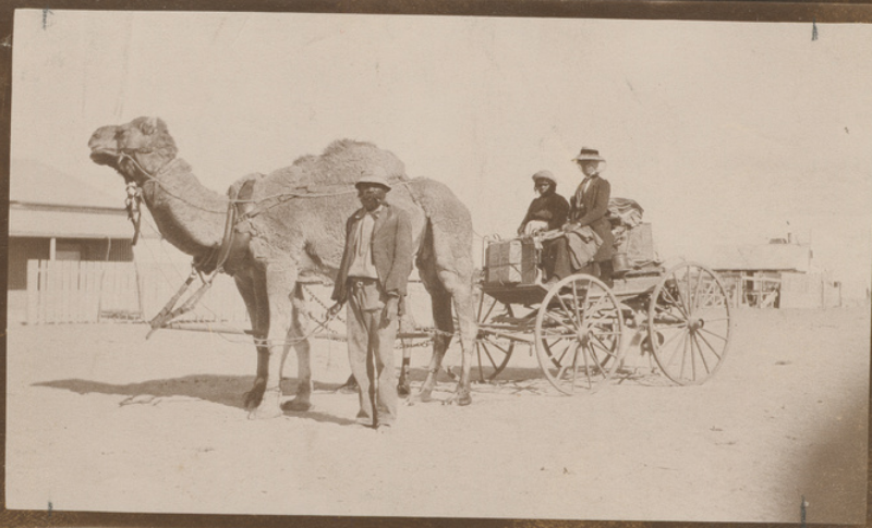'Photograph of Daisy Bates and Aboriginal companion on buggy pulled by camels next to which stands an Aboriginal man. The description on the reverse side, thought to have been written by Daisy Bates, reads: "The start from Eucla (Gowera in buggy, Balgundra standing) over the Great Plain in May 1914 to attend the British Association for the advancement of Science in Adelaide, Melbourne and Sydney. Eucla is now dismantled of its telegraph office, stores etc. which have been removed to the Transcontinental Railway line and Eucla is now an abandoned area - all its native inhabitants are dead." 1914,' State Library S.A. not sure if it's a buckboard Daisy and her companions went across the Bight in a camel buggy more than once. She traveled widely in W.A. and S.A