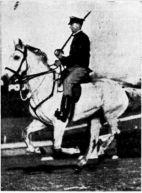 'Well known in Perth streets, Dannie this grey horse won at the Royal Show yesterday with ease, the award of the J.F.G. Robinson trophy for a police horse bred in Western Australia. His rider is Constable Street.' Daily News, 6th October 1937. Danny - as his name was properly spelled - was a six year old bred by Waughan Bros. of Walgoolan.