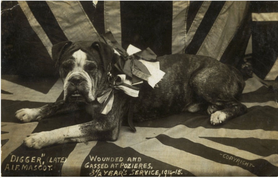 'Digger. 1914-1918.'
Photo by Stanley Robert Beer.
AWM