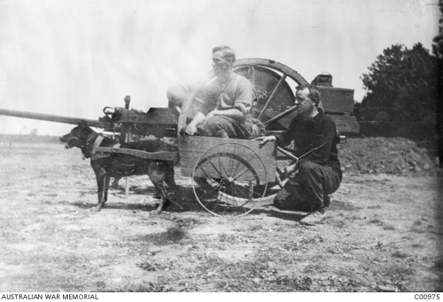 'A German message dog captured by the 13th Battalion near Villers-Bretonneux on 3 May 1918. The two soldiers in and behind the dog cart are Corporal Green and Private Martin. The dog was sent as a 'trophy' to Southampton en route to Australia. He was originally called 'Roff', but the Australians changed his name to 'Digger'. Roff's stuffed and mounted skin is in the Australian War Memorial's collection. 3rd May 1919.' AWM