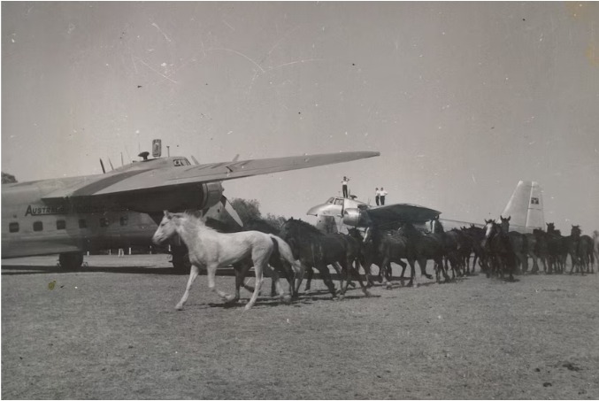 Horses passing freighter planes at Brunette Downs, June 1953. NT archives photo.