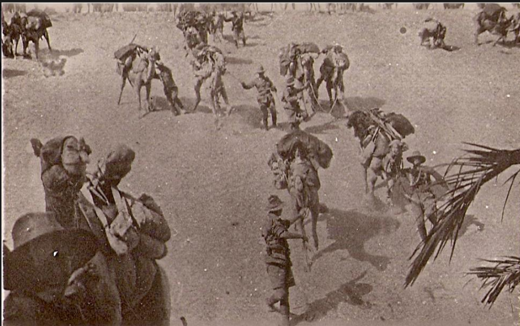 'Loaded camels being led down a sandbank. World War 1, Middle East, Imperial Camel Corps, 1918.' Australian Army Museum of Western Australia via Collections WA