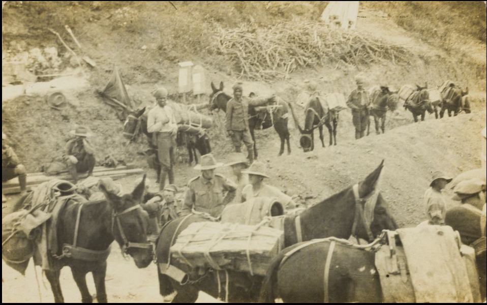 'Mule transport carrying wood, water and stores, Gallipoli Peninsula, 1915,' State Library Qld. the mules were mostly under the Indian army there, also Palestinian and Egyptians in other areas who were helping us, attached to several L.H. regiments, primarily used for stores, water and horse feed. Many donkeys also under care of locals helped us.