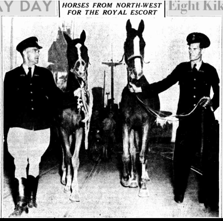 West Australian, 2nd March 1953. For the first time since 1927, station horses from up north were selected for police horses. These don't look grey, but might be the photo?
