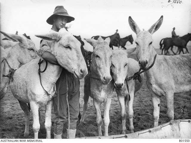 Soldier with five donkeys, Esdud, Palestine, 1918. AWM