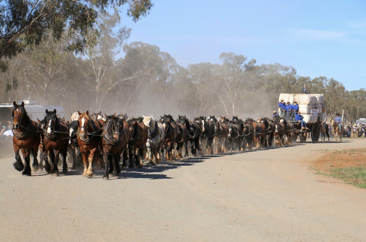 World record 62 Horses pulling a wool waggon, October 2025, Australia photo from the Barellan Working Clydesdales "Good Old Days Weekend" Facebook page