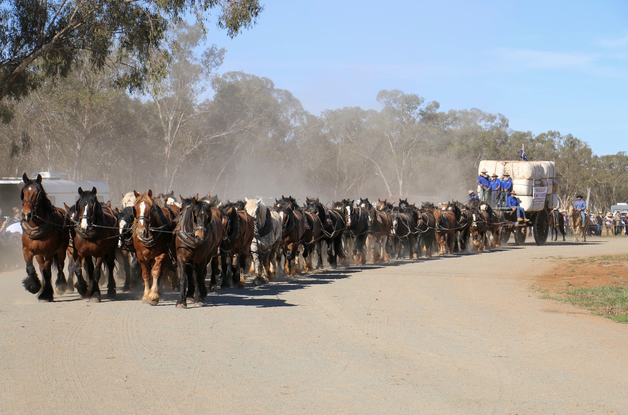 World record 62 Horses pulling a wool waggon, October 2025, Australia photo from the Barellan Working Clydesdales 