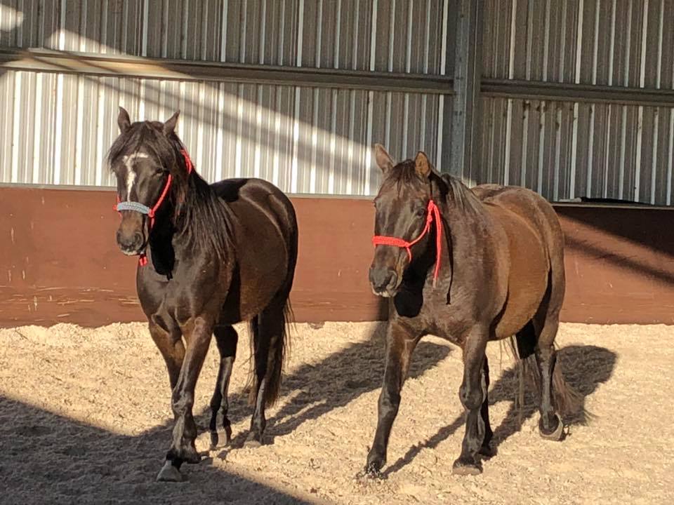 Waler geldings Enoch and Fisher as an Equine Assisted Therapy class