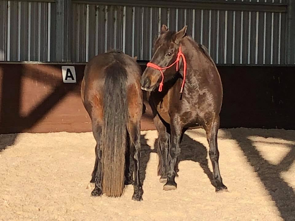 Waler geldings Enoch and Fisher as an Equine Assisted Therapy class