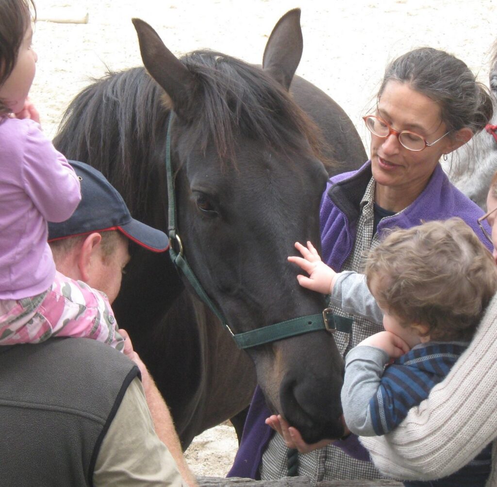 Waler gelding Fisher at Collingwood Children's Farm Melbourne 2016