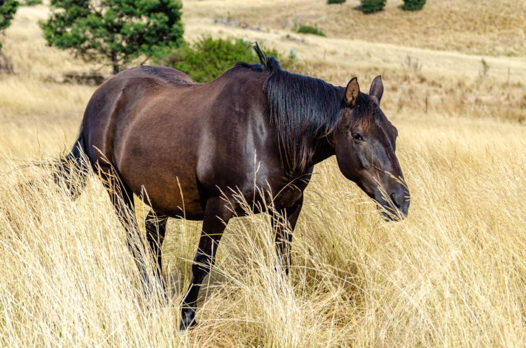 Waler gelding Fisher
