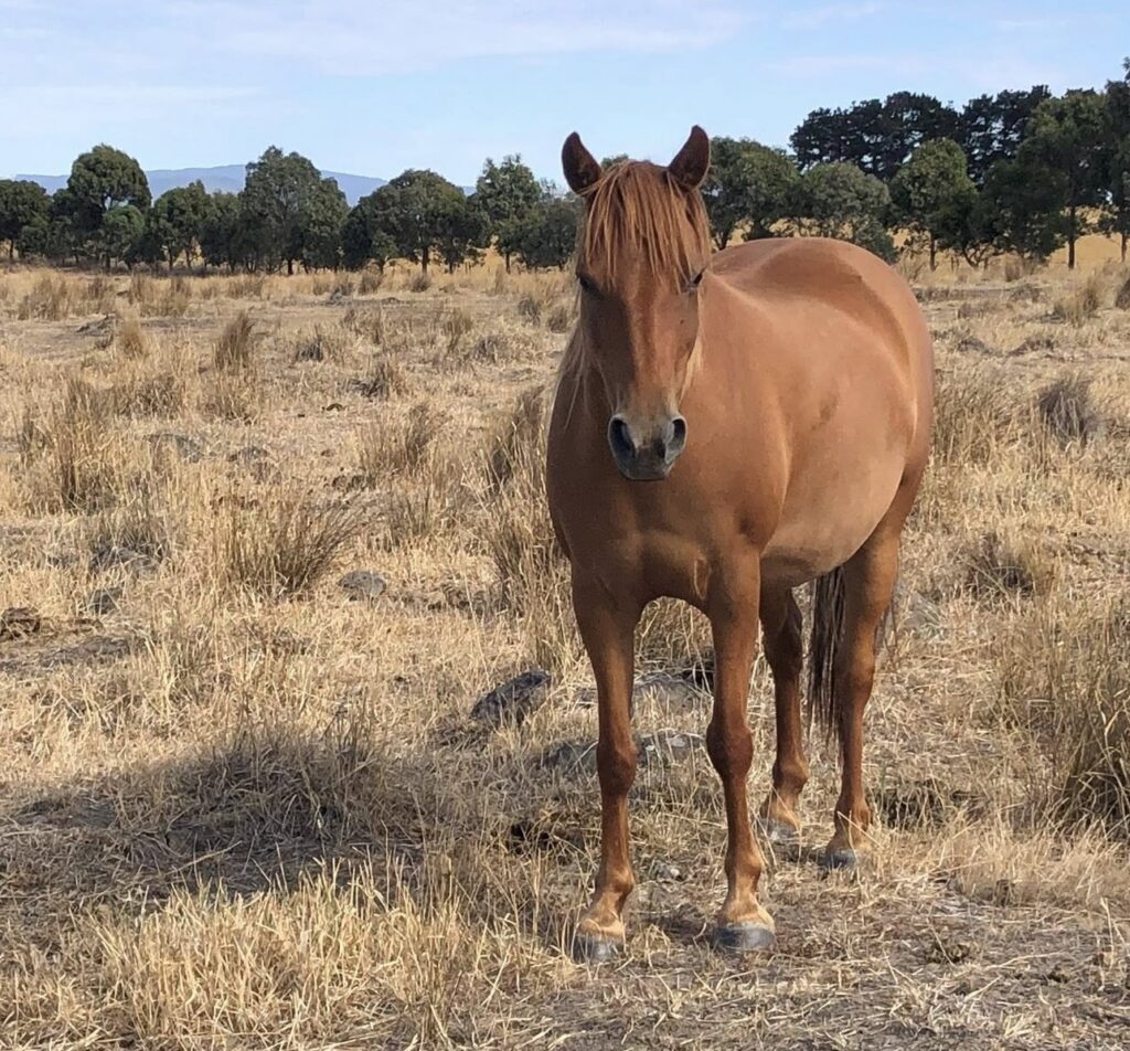 Waler pony mare Hale, Clarkefield 2025