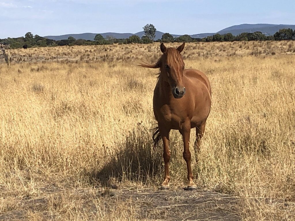 Waler mare Hale 2026 Clarkefield