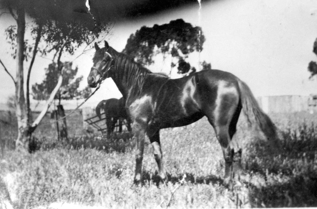 Leslie Thomas' horse, Blyth-Kybunga area, 1925. Claire Thomas private collection.
