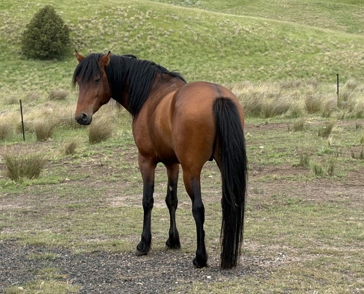 Todd River Downs Waler stallion Pinjee, Darraweit Guim 2025