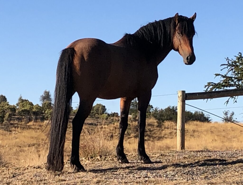 Todd River Downs Waler stallion Pinjee, Darraweit Guim February 2026
