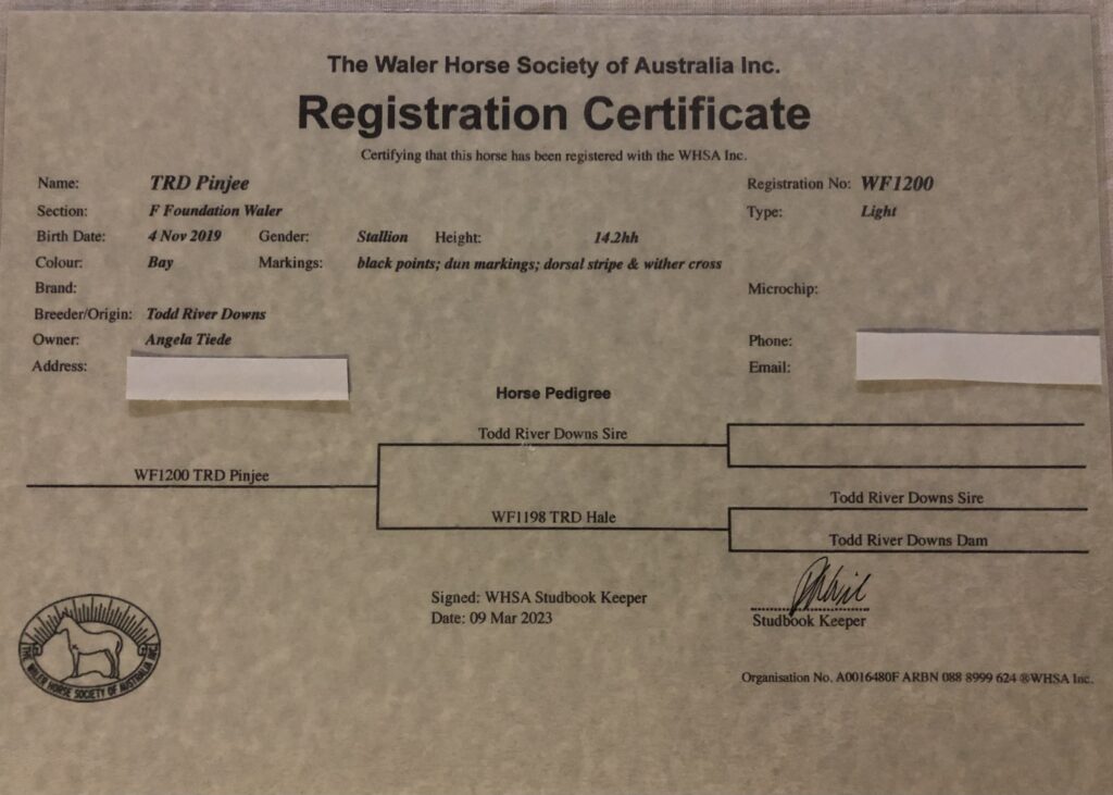 Waler stallion Pinjee WHSA registration certificate