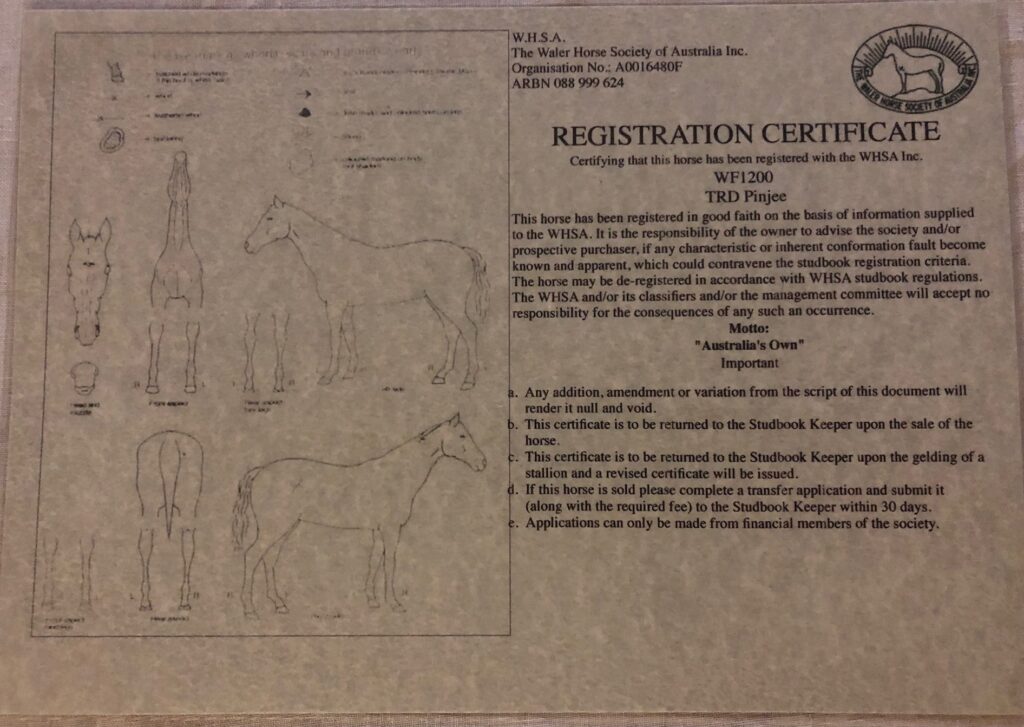 Waler stallion Pinjee WHSA registration certificate