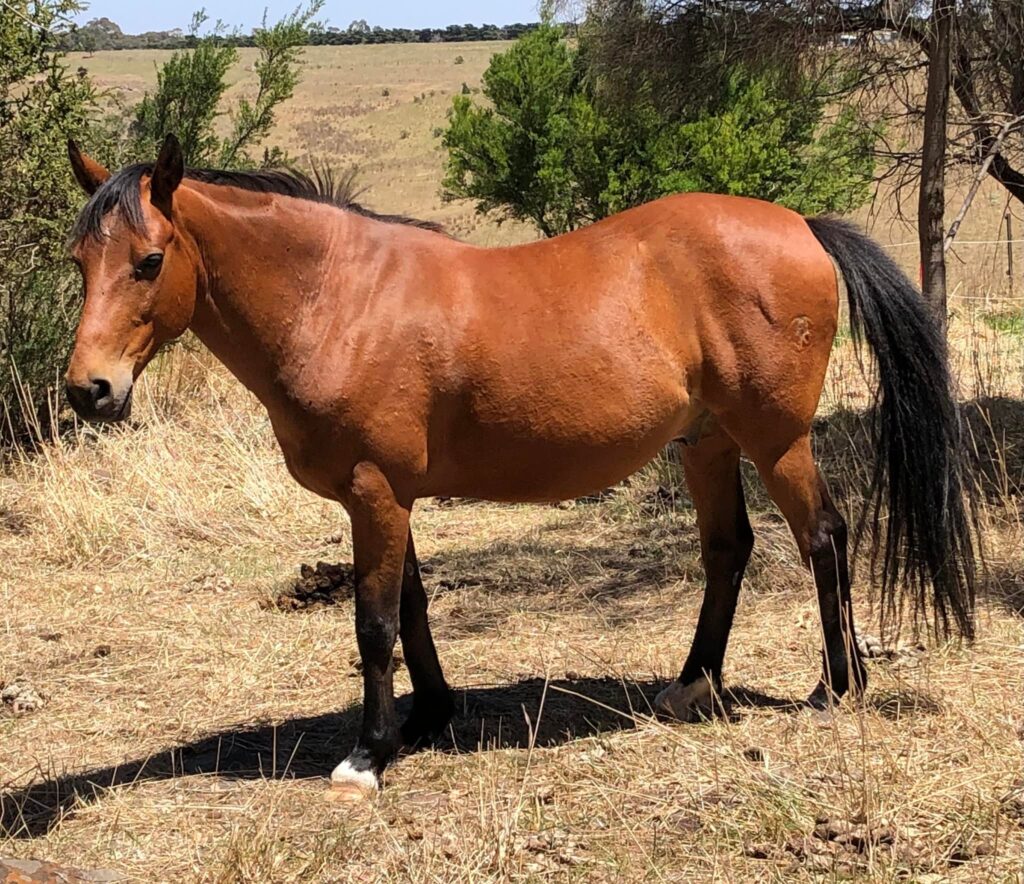 Waler gelding Tommy, Clarkefield