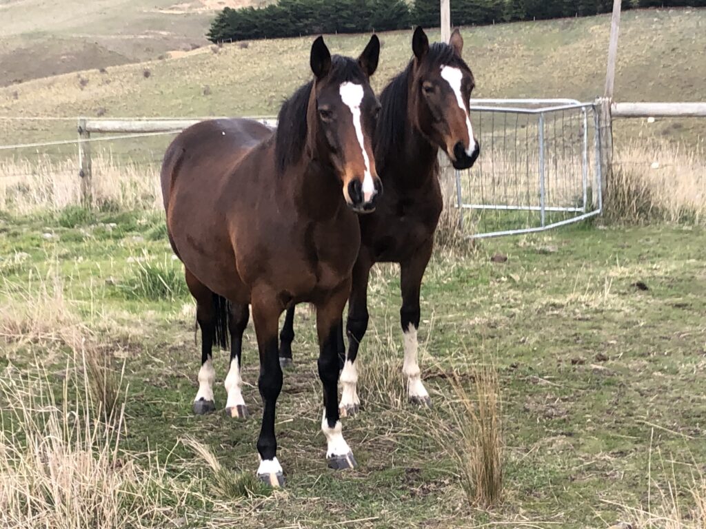 Waler mares Topsy and her daughter Mollie, Clarkefield 2025