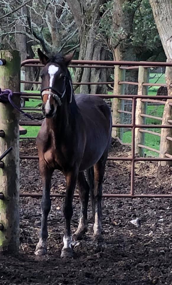 Waler mare Topsy July 25 2019