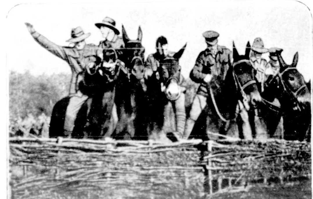 A unanimous refusal by the mules in a hurdle race at an ANZAC Horse Show at the front The Australasian, 9th February 1918