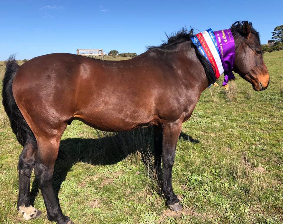Waler stallion Newhaven Virtuoso, winner National Online Waler Show 2020