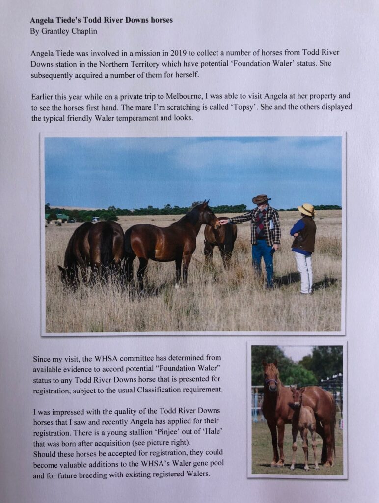 WHSA Newsletter 34(3) May-June 2022, Todd River Downs horses