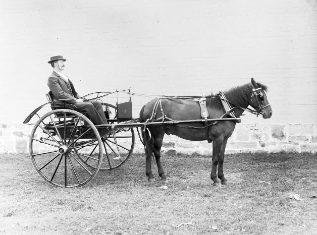 'Mr Graham's pony trap in Cleary Street, Hamilton. 19/02/1898.'
Snowball Collection
Newcastle Region Library