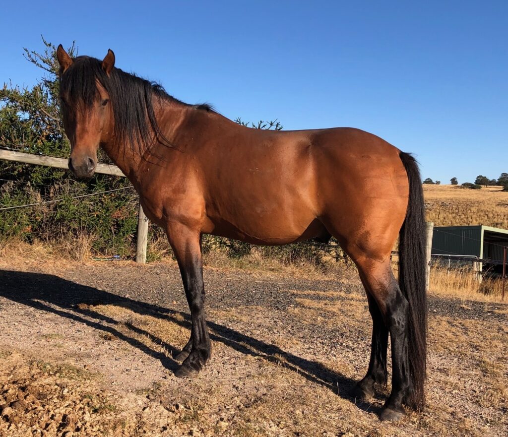 Todd River Downs Waler stallion Pinjee, Darraweit Guim February 2026