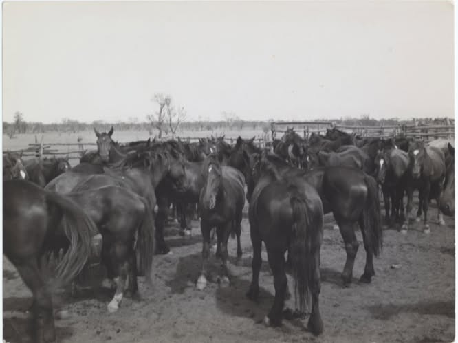 State Library S.A.
Horses on Todmorden Station. 1938.
Photos by George Aiston, Dept. of Lands, South Australia.