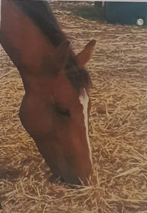 Todd River Downs stallion Cashman, December 2025, Angel Tanner photo